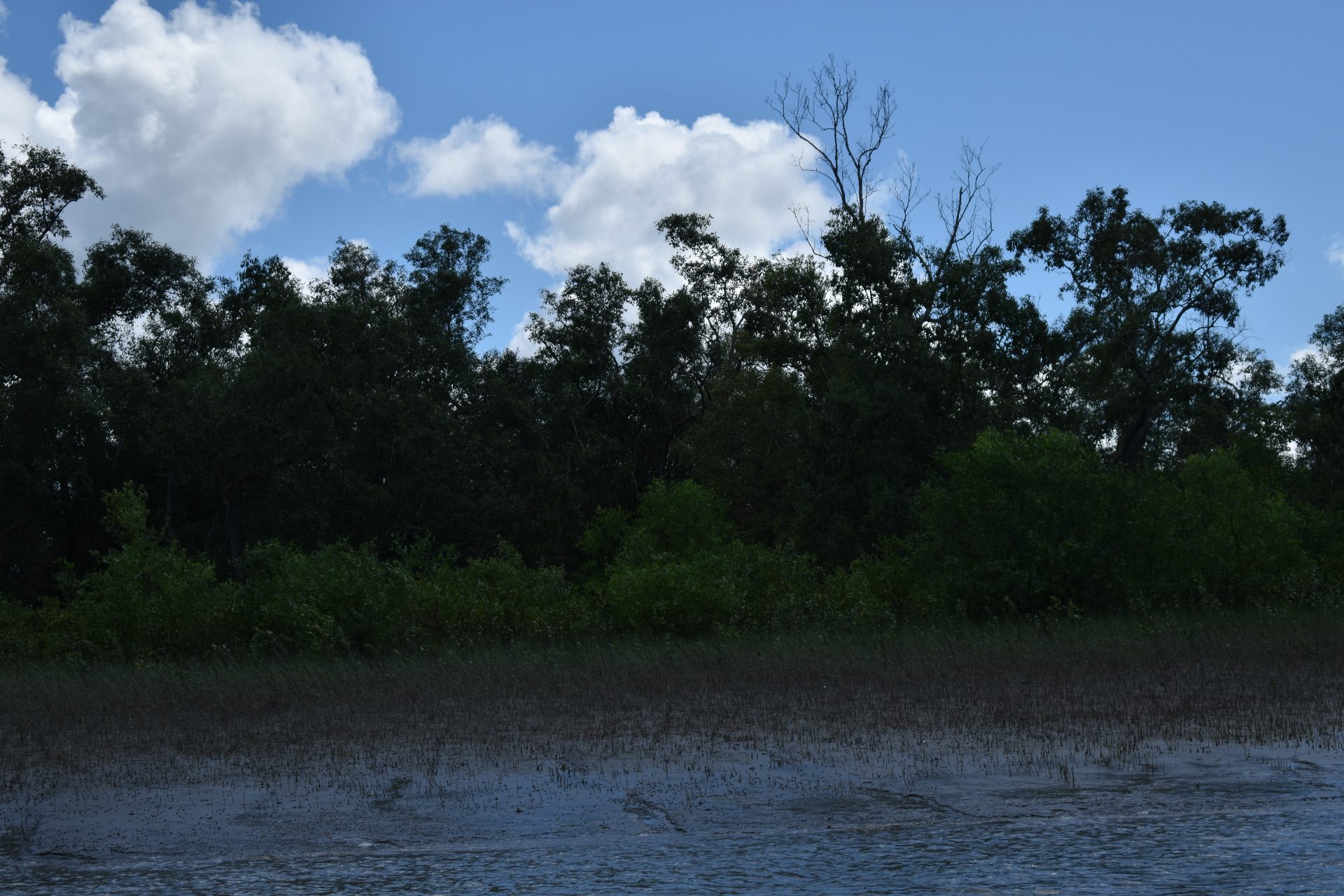 Sundarbans mangrove forest and river